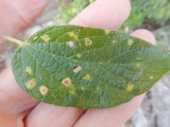 Pachypsylla celtidisvesicula