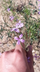 Epilobium brachycarpum