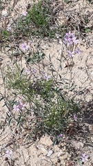 Epilobium brachycarpum