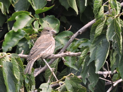 Haemorhous mexicanus