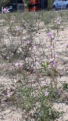 Epilobium brachycarpum
