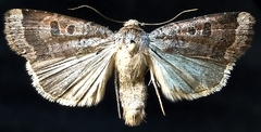 Abagrotis placida