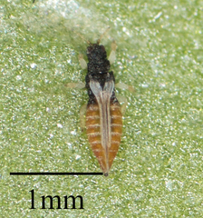 Heliothrips haemorrhoidalis