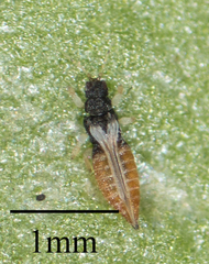 Heliothrips haemorrhoidalis