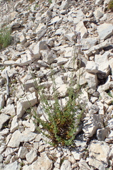 Nepeta nepetella