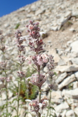 Nepeta nepetella