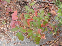 Toxicodendron radicans negundo