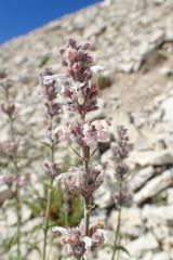 Nepeta nepetella