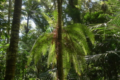 Blechnum contiguum