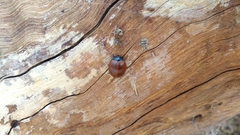 Aegithus clavicornis