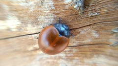 Aegithus clavicornis