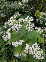 Ageratina altissima