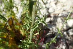 Nepeta nepetella