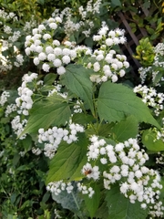 Ageratina altissima