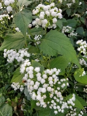 Ageratina altissima