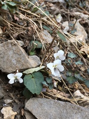 Viola hancockii