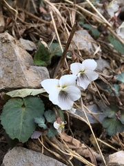 Viola hancockii