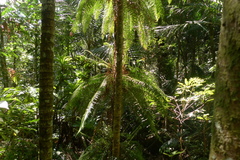 Blechnum contiguum