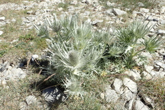 Eryngium spinalba