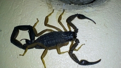 Centruroides edwardsii