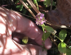 Polygala brevifolia