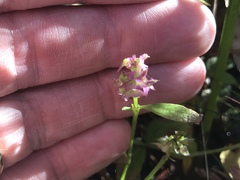 Polygala brevifolia