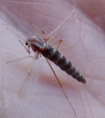 Chironomus crassicaudatus