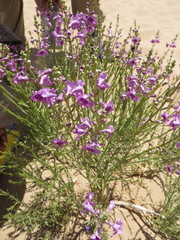 Penstemon thurberi