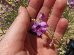 Penstemon thurberi