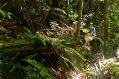 Sphaeropteris intermedia