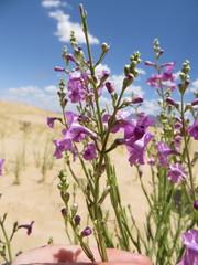 Penstemon thurberi
