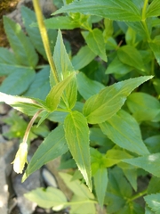 Epilobium luteum