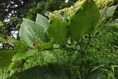 Leea macrophylla