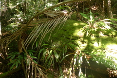 Sphaeropteris intermedia