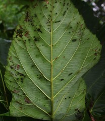 Leea macrophylla