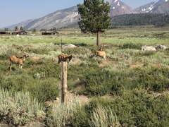 Odocoileus hemionus inyoensis