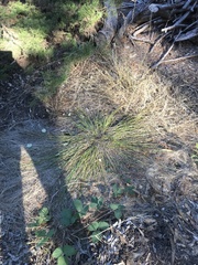 Carex subbracteata