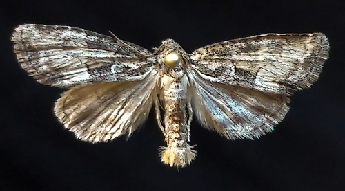 Connected Brocade