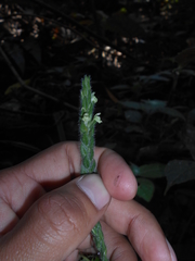 Justicia yurimaguensis