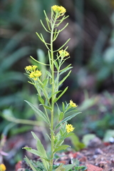 Erysimum cheiranthoides