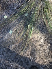 Carex subbracteata