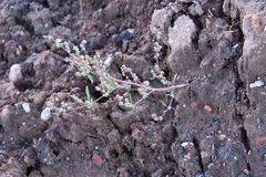 Chenopodium album
