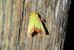 Parasa chloris