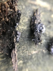 Badhamia capsulifera