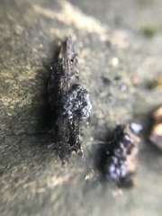 Badhamia capsulifera