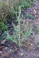 Chenopodium album