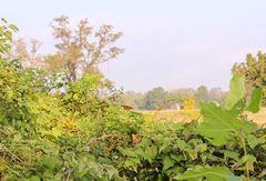 Limenitis archippus watsoni