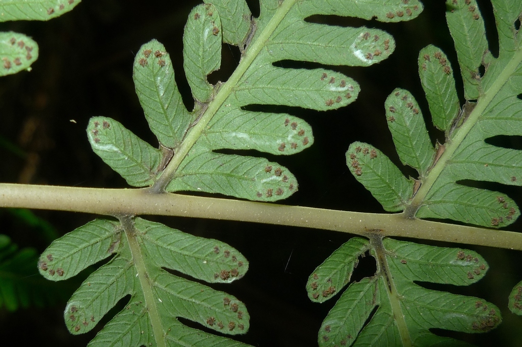 Christella prolixa