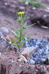 Erysimum cheiranthoides