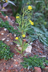 Erysimum cheiranthoides